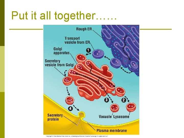 Put it all together…… 