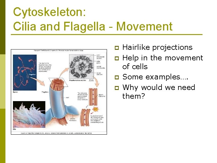Cytoskeleton: Cilia and Flagella - Movement p p Hairlike projections Help in the movement