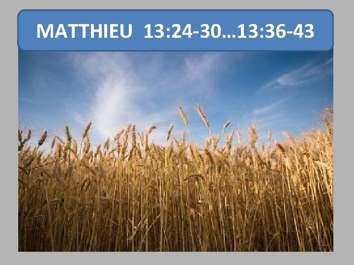 MATTHIEU 13: 24 -30… 13: 36 -43 