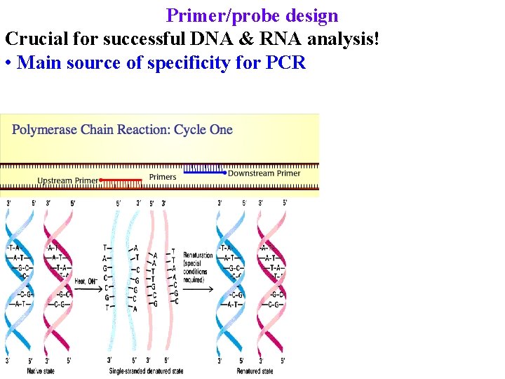 Primer/probe design Crucial for successful DNA & RNA analysis! • Main source of specificity