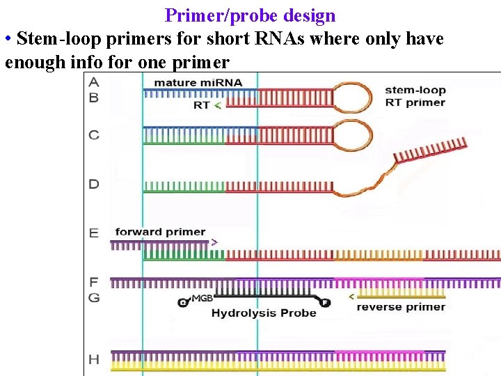 Primer/probe design • Stem-loop primers for short RNAs where only have enough info for