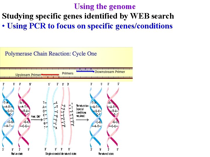 Using the genome Studying specific genes identified by WEB search • Using PCR to