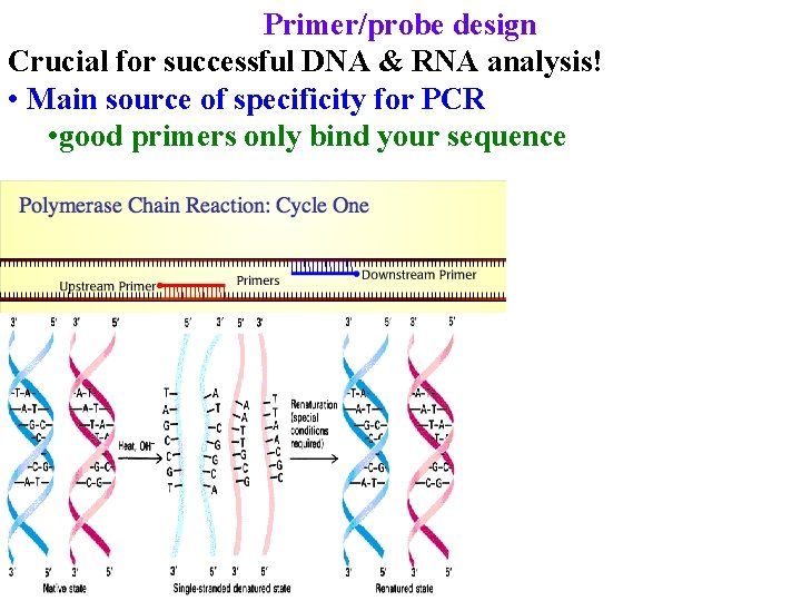 Primer/probe design Crucial for successful DNA & RNA analysis! • Main source of specificity