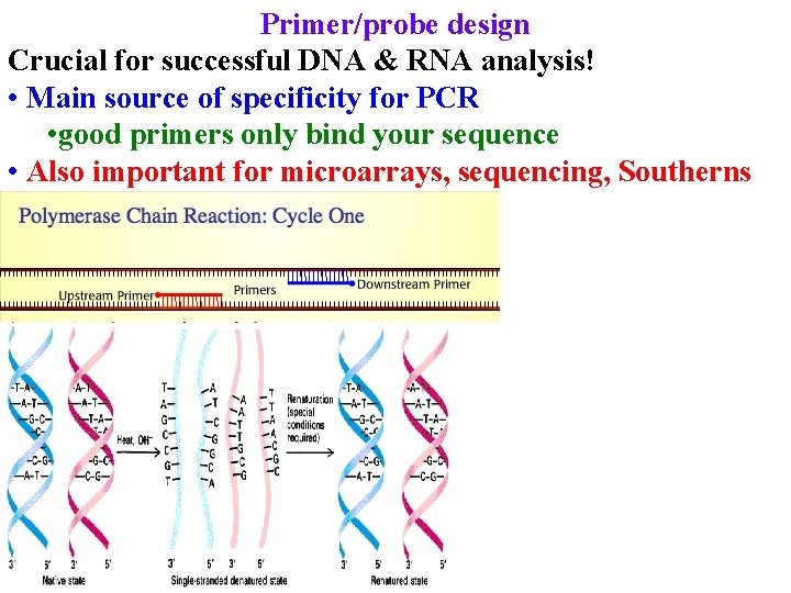 Primer/probe design Crucial for successful DNA & RNA analysis! • Main source of specificity