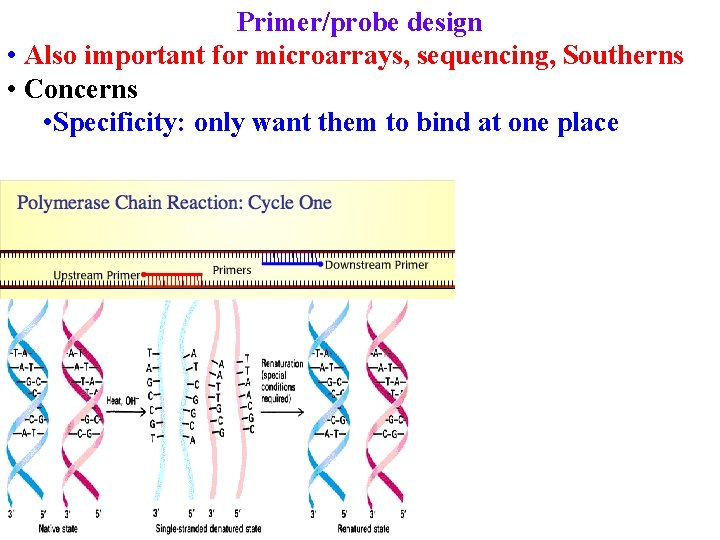 Primer/probe design • Also important for microarrays, sequencing, Southerns • Concerns • Specificity: only
