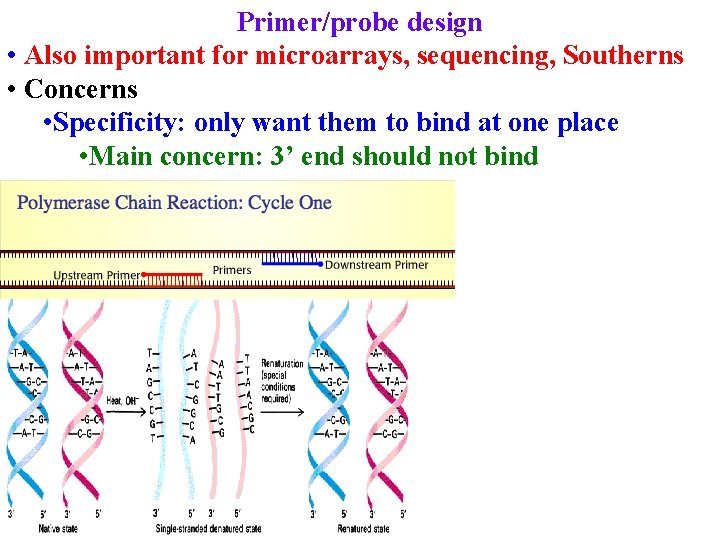 Primer/probe design • Also important for microarrays, sequencing, Southerns • Concerns • Specificity: only