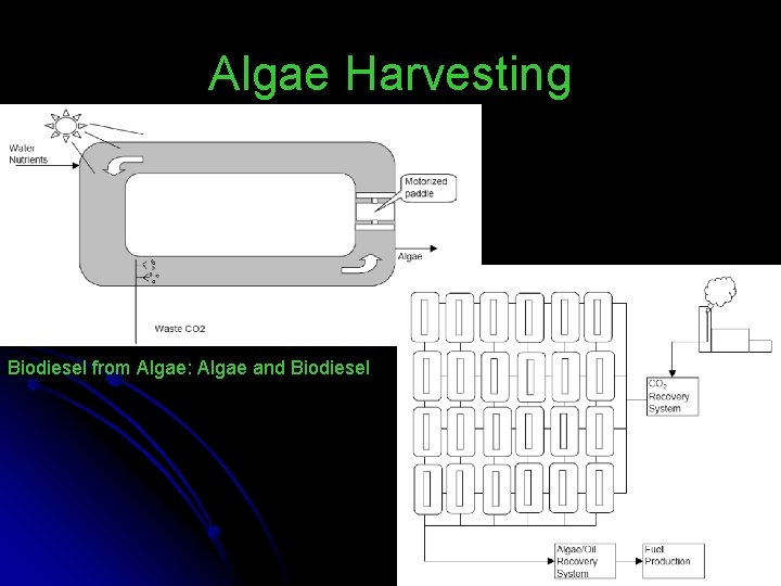 Algae Harvesting Biodiesel from Algae: Algae and Biodiesel 