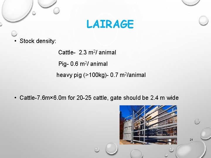 LAIRAGE • Stock density: Cattle- 2. 3 m 2/ animal Pig- 0. 6 m