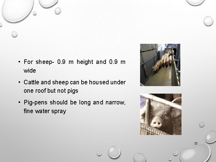 • For sheep- 0. 9 m height and 0. 9 m wide • • For sheep- 0. 9 m height and 0. 9 m wide •