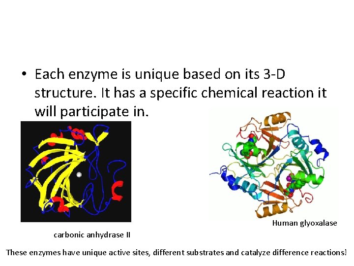  • Each enzyme is unique based on its 3 -D structure. It has