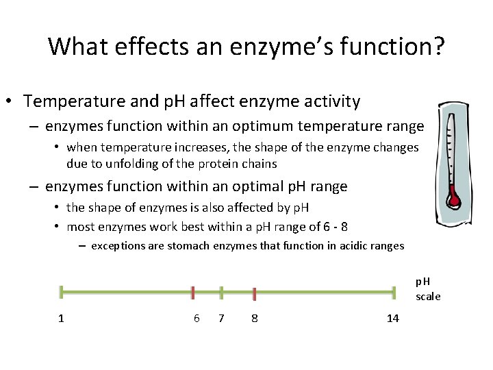 What effects an enzyme’s function? • Temperature and p. H affect enzyme activity –