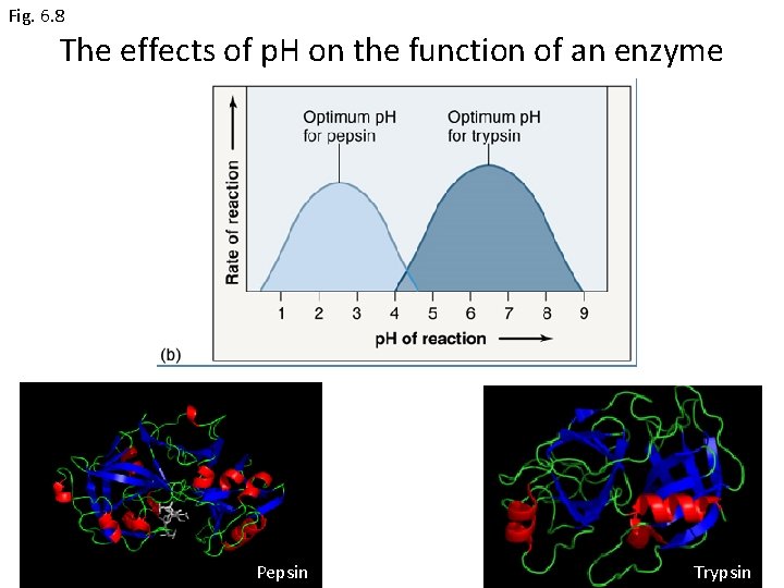 Fig. 6. 8 The effects of p. H on the function of an enzyme