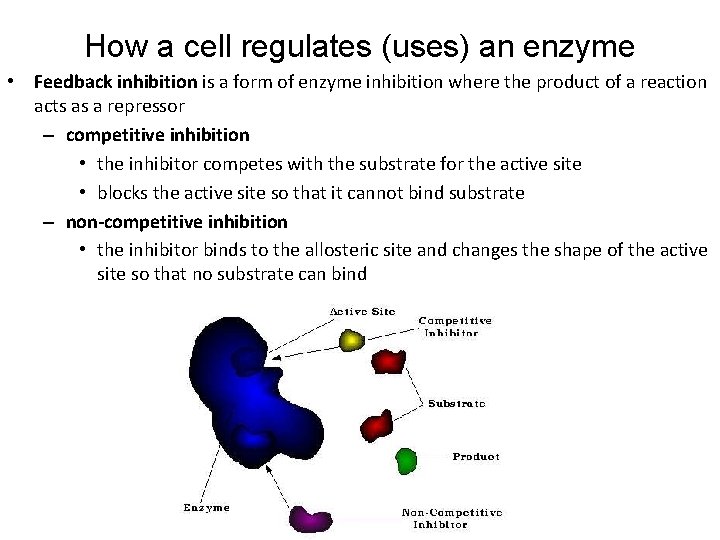 How a cell regulates (uses) an enzyme • Feedback inhibition is a form of