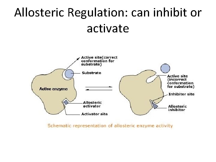 Allosteric Regulation: can inhibit or activate 