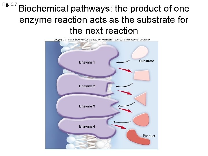 Fig. 6. 7 Biochemical pathways: the product of one enzyme reaction acts as the