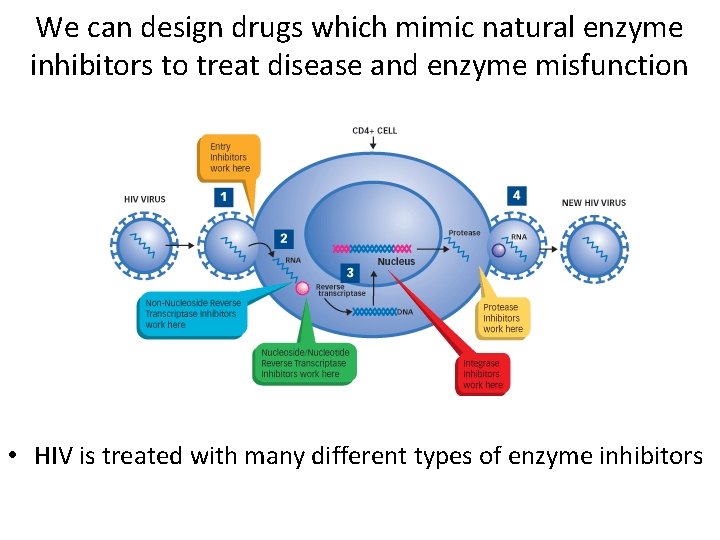 We can design drugs which mimic natural enzyme inhibitors to treat disease and enzyme