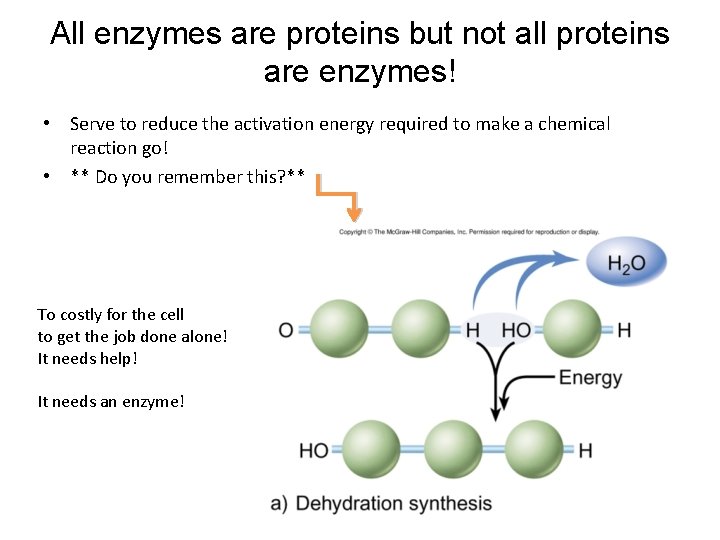 All enzymes are proteins but not all proteins are enzymes! • Serve to reduce