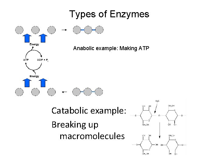 Types of Enzymes Anabolic example: Making ATP Catabolic example: Breaking up macromolecules 
