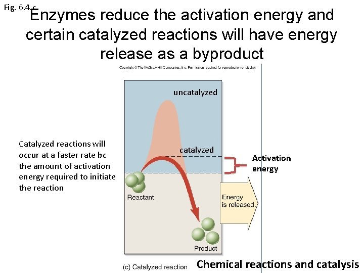 Fig. 6. 4. c Enzymes reduce the activation energy and certain catalyzed reactions will