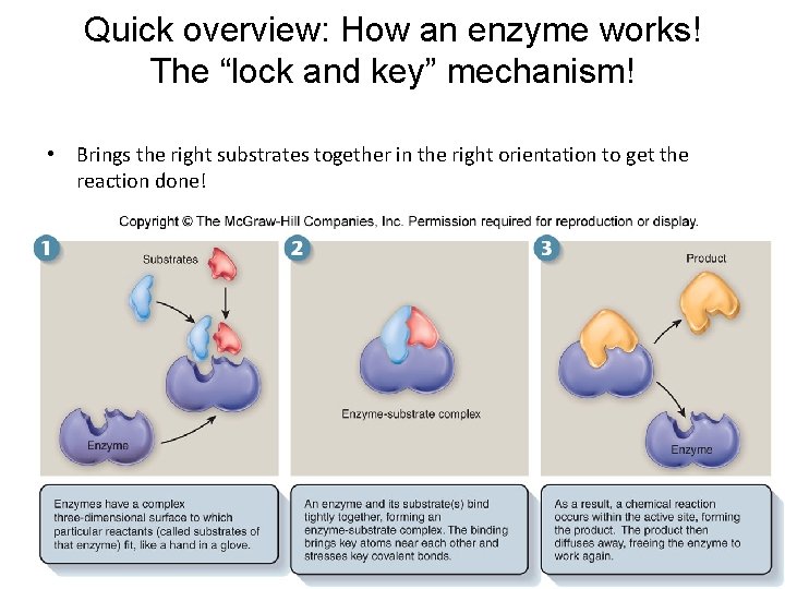 Quick overview: How an enzyme works! The “lock and key” mechanism! • Brings the