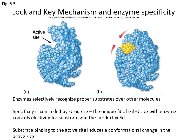Fig. 6. 5 Lock and Key Mechanism and enzyme specificity Enzymes selectively recognize proper
