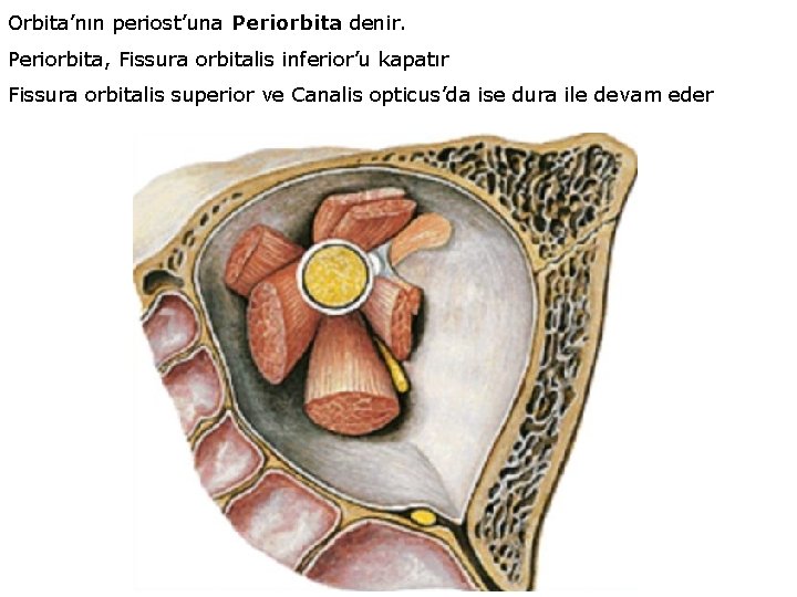 Orbita’nın periost’una Periorbita denir. Periorbita, Fissura orbitalis inferior’u kapatır Fissura orbitalis superior ve Canalis