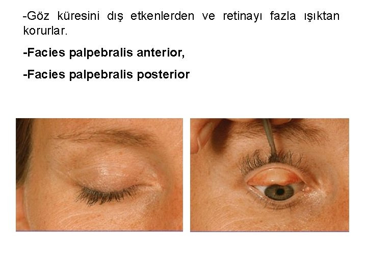 -Göz küresini dış etkenlerden ve retinayı fazla ışıktan korurlar. -Facies palpebralis anterior, -Facies palpebralis