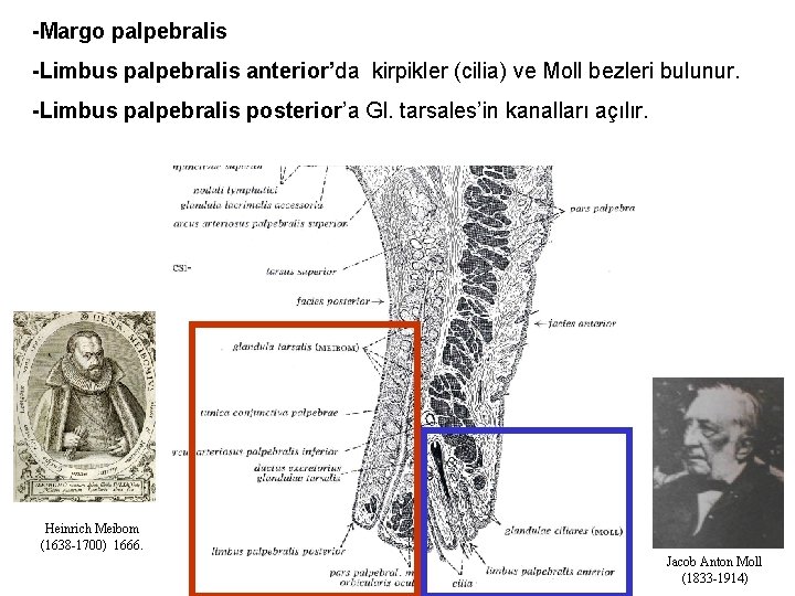 -Margo palpebralis -Limbus palpebralis anterior’da kirpikler (cilia) ve Moll bezleri bulunur. -Limbus palpebralis posterior’a