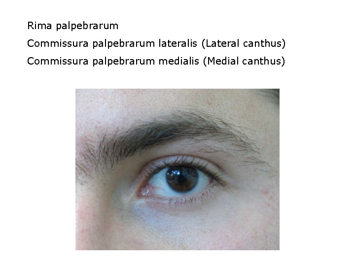 Rima palpebrarum Commissura palpebrarum lateralis (Lateral canthus) Commissura palpebrarum medialis (Medial canthus) 