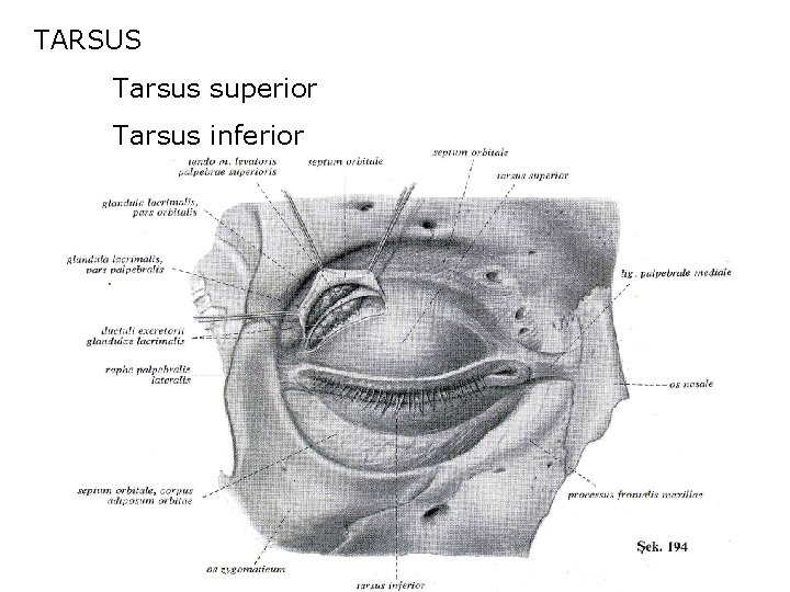 TARSUS Tarsus superior Tarsus inferior 