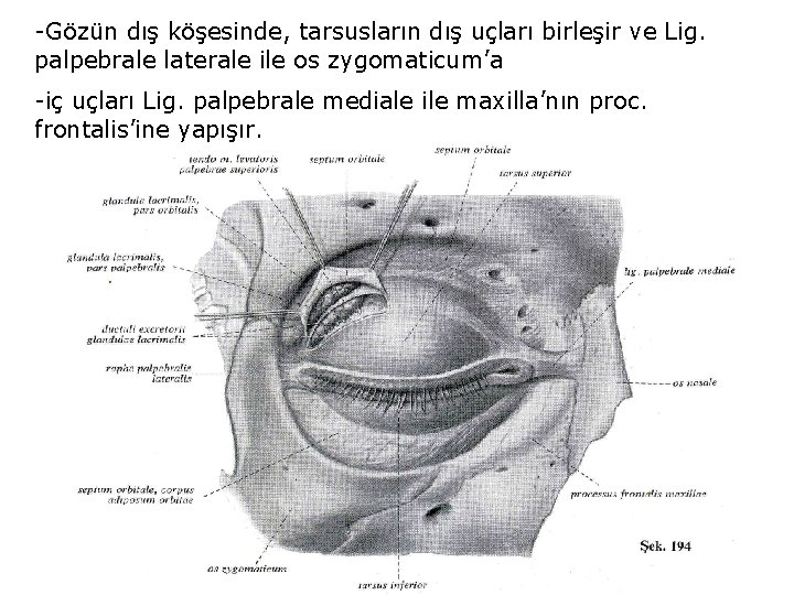 -Gözün dış köşesinde, tarsusların dış uçları birleşir ve Lig. palpebrale laterale ile os zygomaticum’a