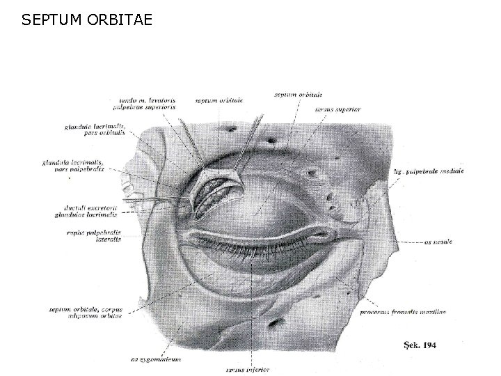 SEPTUM ORBITAE 