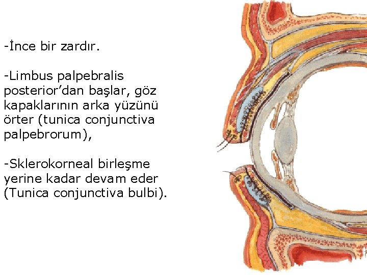 -İnce bir zardır. -Limbus palpebralis posterior’dan başlar, göz kapaklarının arka yüzünü örter (tunica conjunctiva