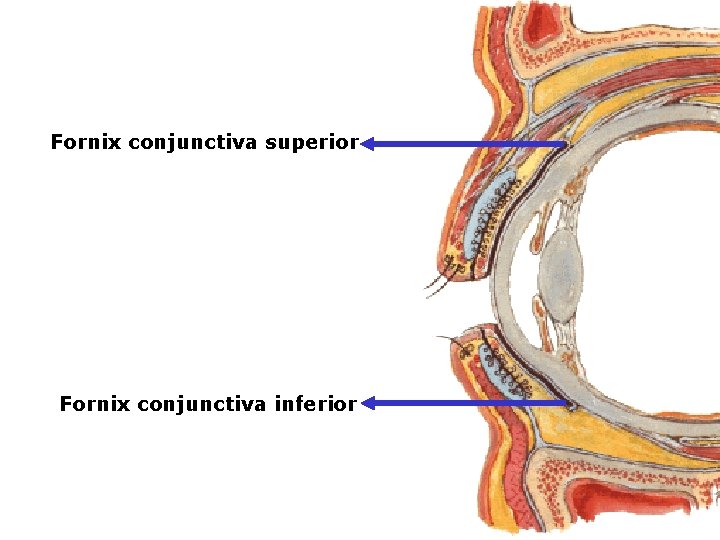 Fornix conjunctiva superior Fornix conjunctiva inferior 