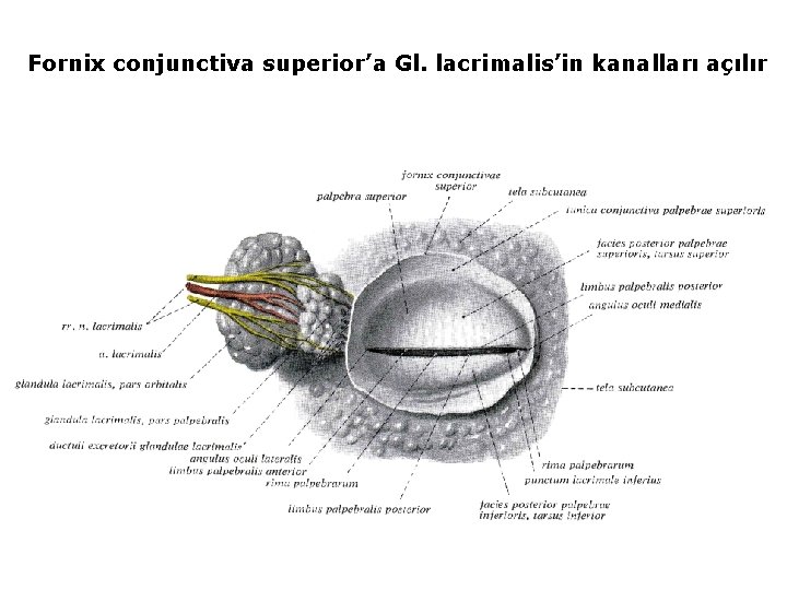 Fornix conjunctiva superior’a Gl. lacrimalis’in kanalları açılır 