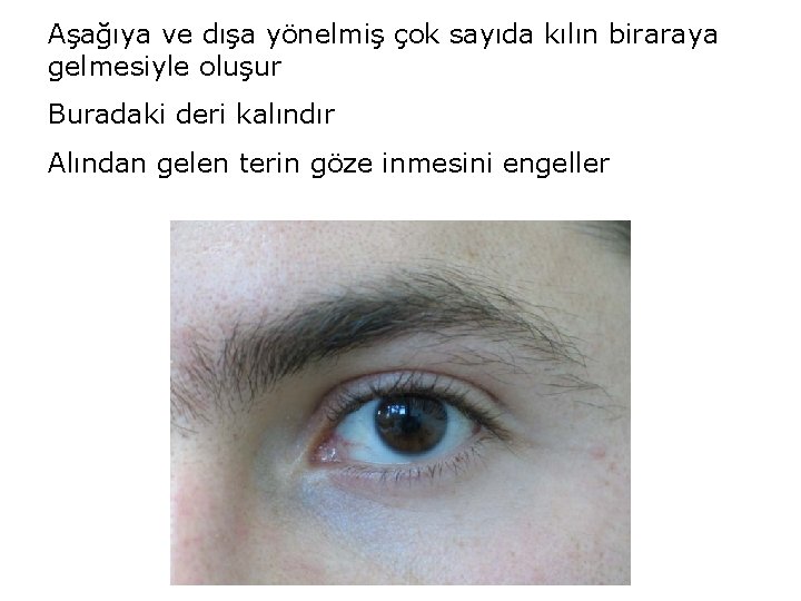 Aşağıya ve dışa yönelmiş çok sayıda kılın biraraya gelmesiyle oluşur Buradaki deri kalındır Alından