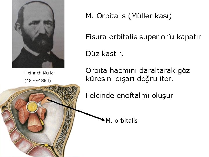 M. Orbitalis (Müller kası) Fisura orbitalis superior’u kapatır Düz kastır. Heinrich Müller (1820 -1864)