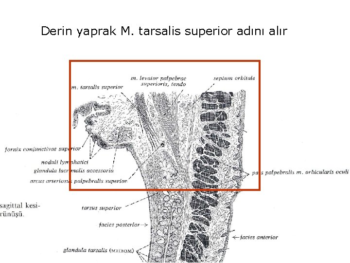 Derin yaprak M. tarsalis superior adını alır 