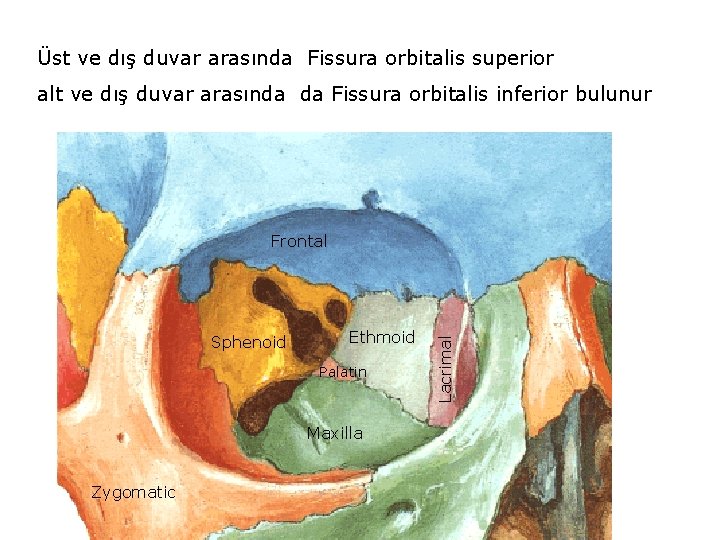 Üst ve dış duvar arasında Fissura orbitalis superior alt ve dış duvar arasında da