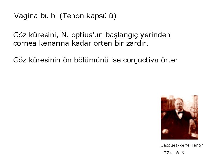 Vagina bulbi (Tenon kapsülü) Göz küresini, N. optius’un başlangıç yerinden cornea kenarına kadar örten