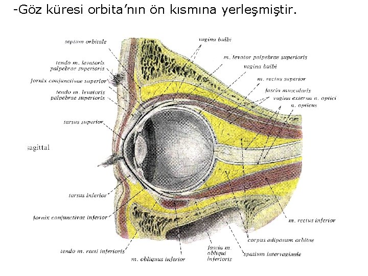 -Göz küresi orbita’nın ön kısmına yerleşmiştir. 