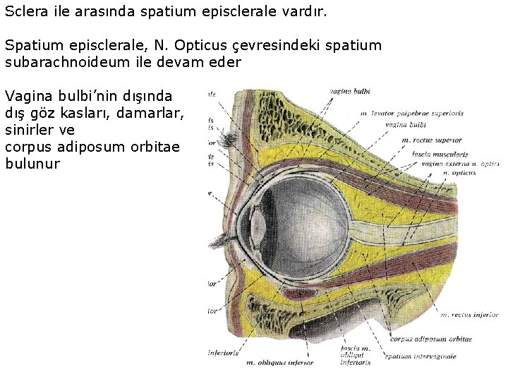 Sclera ile arasında spatium episclerale vardır. Spatium episclerale, N. Opticus çevresindeki spatium subarachnoideum ile