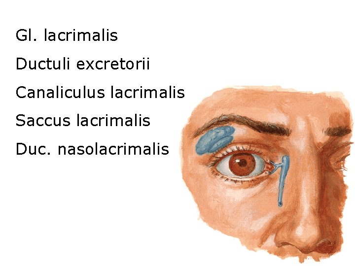 Gl. lacrimalis Ductuli excretorii Canaliculus lacrimalis Saccus lacrimalis Duc. nasolacrimalis 