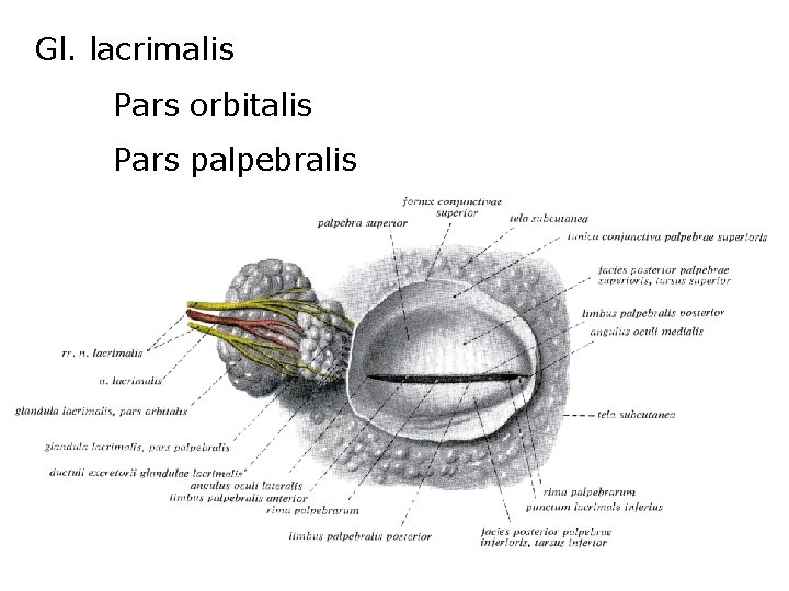 Gl. lacrimalis Pars orbitalis Pars palpebralis 