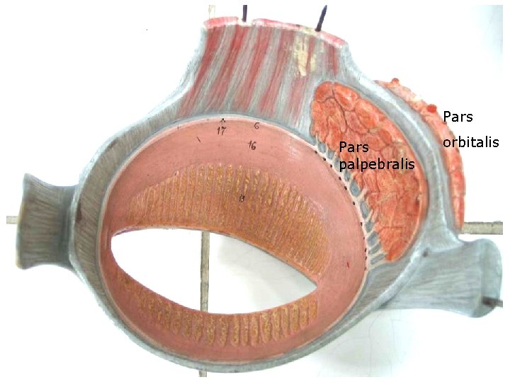 Pars palpebralis orbitalis 