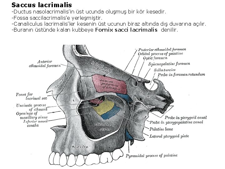 Saccus lacrimalis -Ductus nasolacrimalis’in üst ucunda oluşmuş bir kör kesedir. -Fossa saccilacrimalis’e yerleşmiştir. -Canaliculus