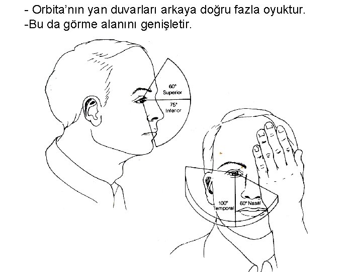 - Orbita’nın yan duvarları arkaya doğru fazla oyuktur. -Bu da görme alanını genişletir. 