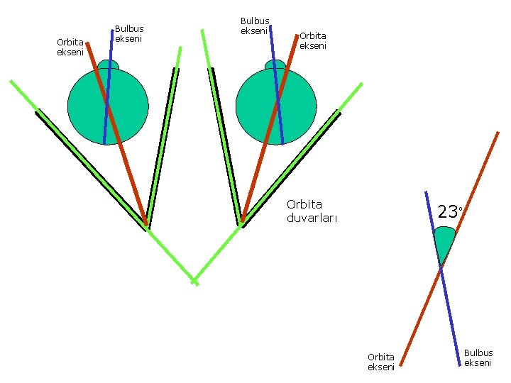 Orbita ekseni Bulbus ekseni Orbita duvarları 23 Orbita ekseni O Bulbus ekseni 