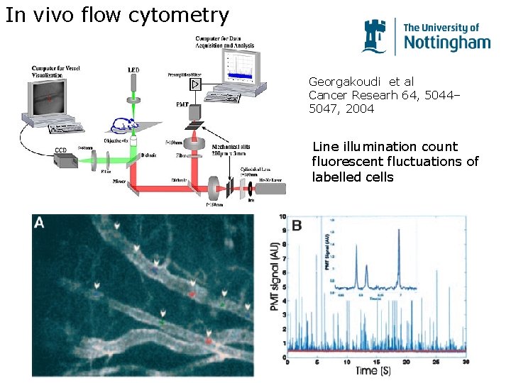 In vivo flow cytometry Georgakoudi et al Cancer Researh 64, 5044– 5047, 2004 Line In vivo flow cytometry Georgakoudi et al Cancer Researh 64, 5044– 5047, 2004 Line