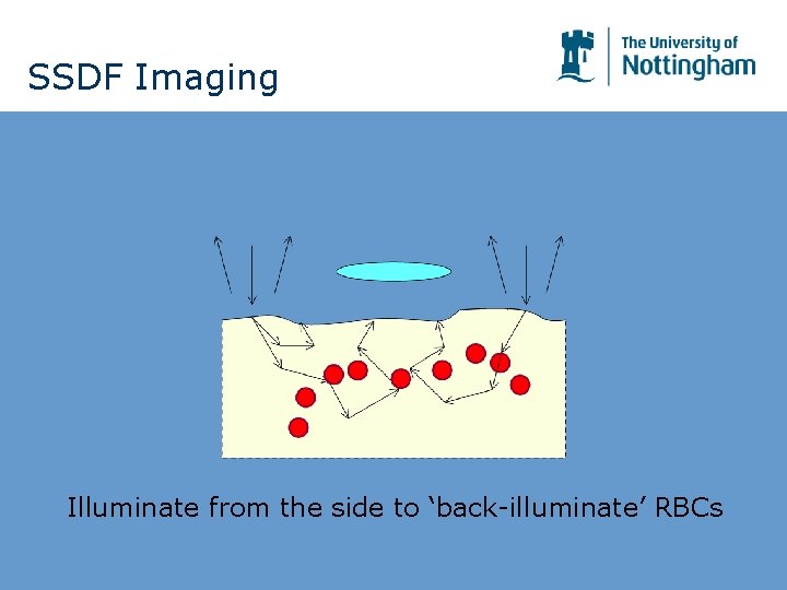 SSDF Imaging Illuminate from the side to ‘back-illuminate’ RBCs SSDF Imaging Illuminate from the side to ‘back-illuminate’ RBCs